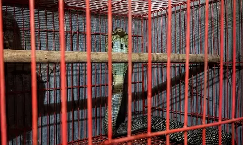 From Predator To Prisoner: Cobra Kills Two Birds Inside Odisha Cage From Predator To Prisoner: Cobra Kills Two Birds Inside Odisha Cage