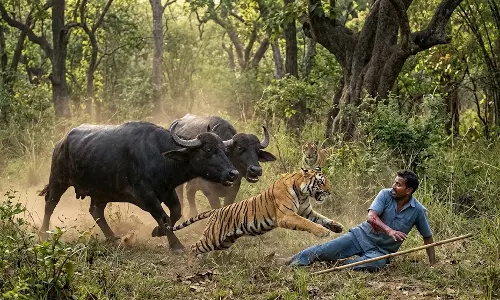 MP: Buffaloes Turn Saviours, Chase Tigress Away After Attack On Owner In Bandhavgarh MP: Buffaloes Turn Saviours, Chase Tigress Away After Attack On Owner In Bandhavgarh