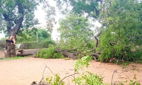 One Student Dies, Four Injured In Tree Collapse