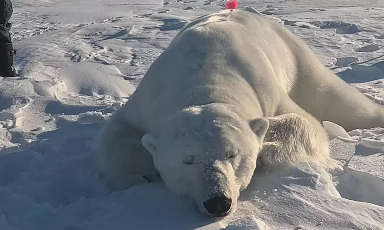Never Wake A Sleeping Bear Or Pay A Hefty Fine In The Arctic Never Wake A Sleeping Bear Or Pay A Hefty Fine In The Arctic
