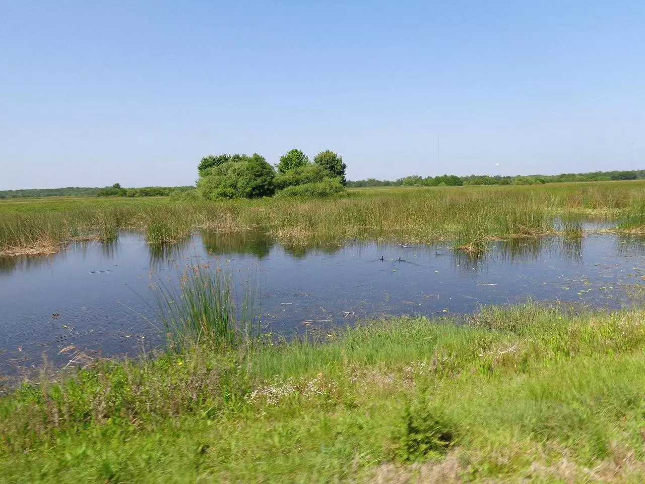 NGT Directs UP PCB To Ensure Action Against Waste Dumping In Noida Wetlands NGT Directs UP PCB To Ensure Action Against Waste Dumping In Noida Wetlands