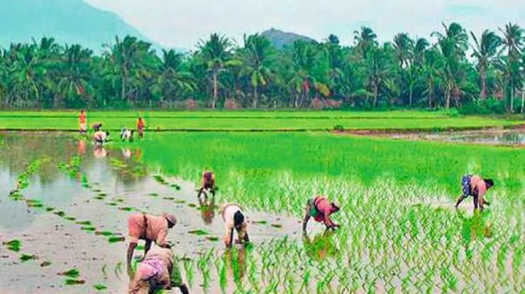 Crop Insurance Deadline Likely To Be Extended