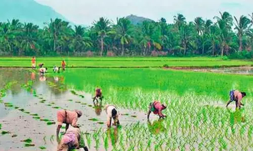 Crop Insurance Deadline Likely To Be Extended Crop Insurance Deadline Likely To Be Extended