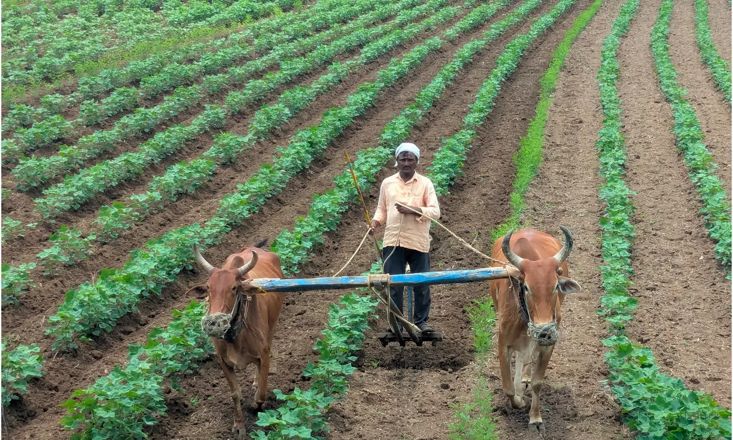 Rain Revive Hopes of Good Cotton Yield in Adilabad Rain Revive Hopes of Good Cotton Yield in Adilabad