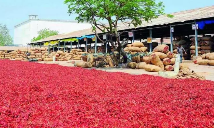 Sri Lanka Rejects Guntur Chilli Consignments Over Quality Concerns Sri Lanka Rejects Guntur Chilli Consignments Over Quality Concerns