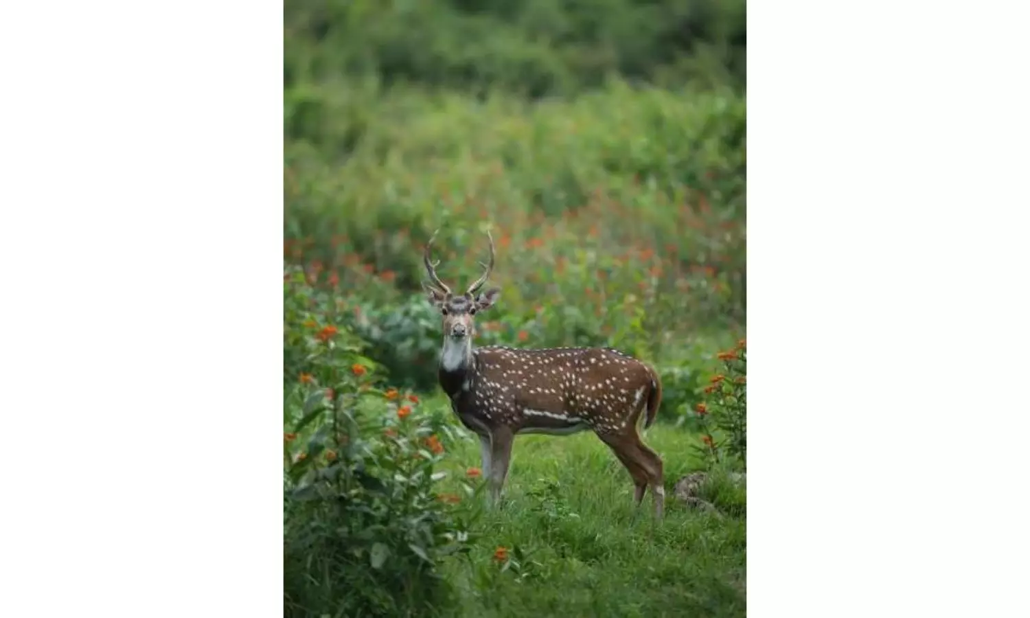 Karnataka: Inquiry Begins Into Gunning Down Of Poachers Karnataka: Inquiry Begins Into Gunning Down Of Poachers