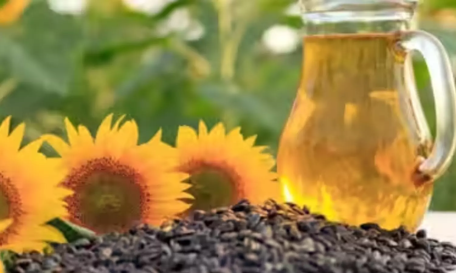 Oilseed Cultivation Shrinks Sharply Across Rayalaseema Oilseed Cultivation Shrinks Sharply Across Rayalaseema