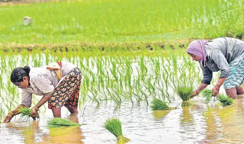 TG Farmers Differ With Government On Bonus To Seven Paddy Varieties TG Farmers Differ With Government On Bonus To Seven Paddy Varieties
