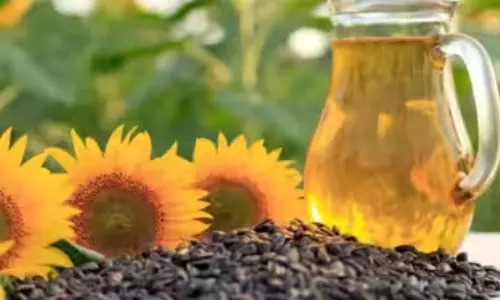 Oilseed Cultivation Shrinks Sharply Across Rayalaseema