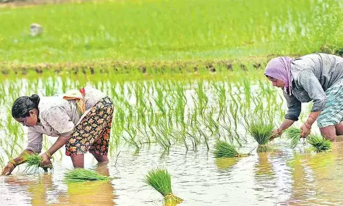 TG Farmers Differ With Government On Bonus To Seven Paddy Varieties