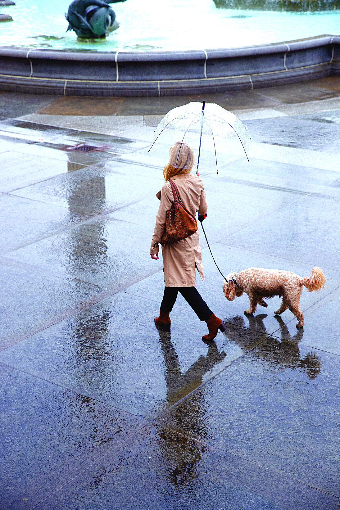 A Pet Care Forecast for a Rainy Day A Pet Care Forecast for a Rainy Day