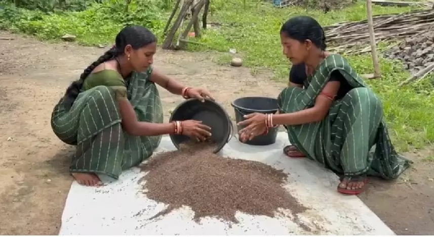 From Ganja Fields To Black Rice: Tribal Women In Odisha Rewrite Their Story From Ganja Fields To Black Rice: Tribal Women In Odisha Rewrite Their Story