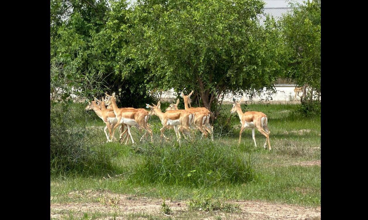 20 Blackbucks Rewilded in Banni Grassland on Independence Day