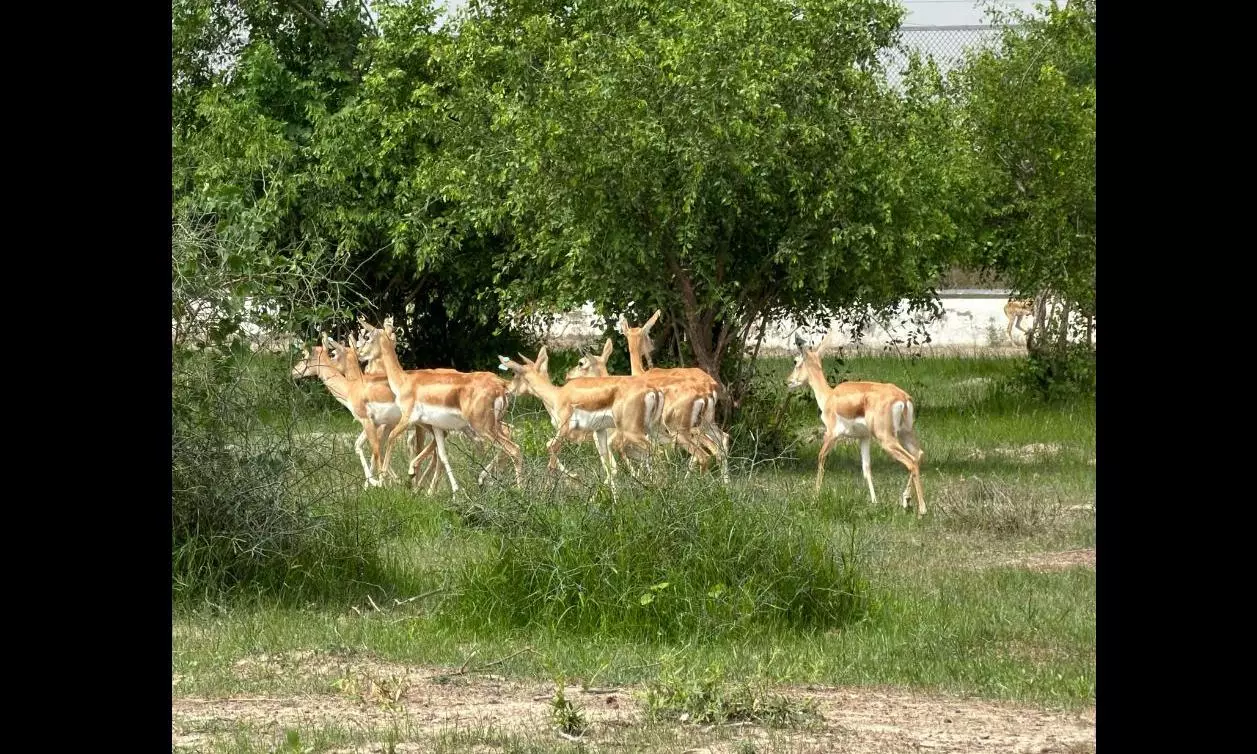 20 Blackbucks Rewilded in Banni Grassland on Independence Day 20 Blackbucks Rewilded in Banni Grassland on Independence Day