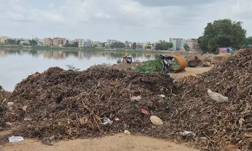 Mosquito Menace Rises As Hyacinth Heaps Await Disposal At Saroornagar Lake Mosquito Menace Rises As Hyacinth Heaps Await Disposal At Saroornagar Lake
