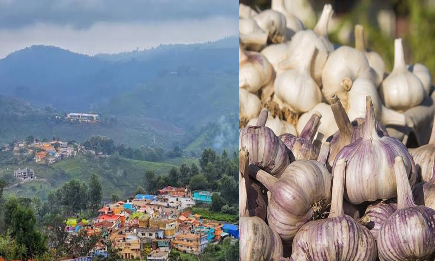 Nilgiris Vegetable Farmers Seek Cut In Garlic Commission