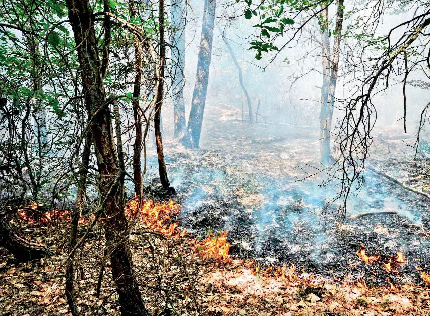 Karnataka Forest Fire: Officials Suspect Revenge for 3 Tamil Mens Death Karnataka Forest Fire: Officials Suspect Revenge for 3 Tamil Mens Death