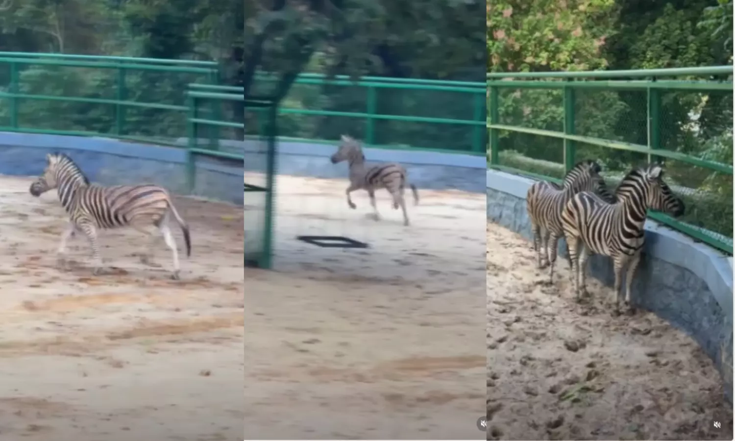 TVM Zoo Gets Zebras After a Decade, Sends Cobra to Vantara in Return TVM Zoo Gets Zebras After a Decade, Sends Cobra to Vantara in Return