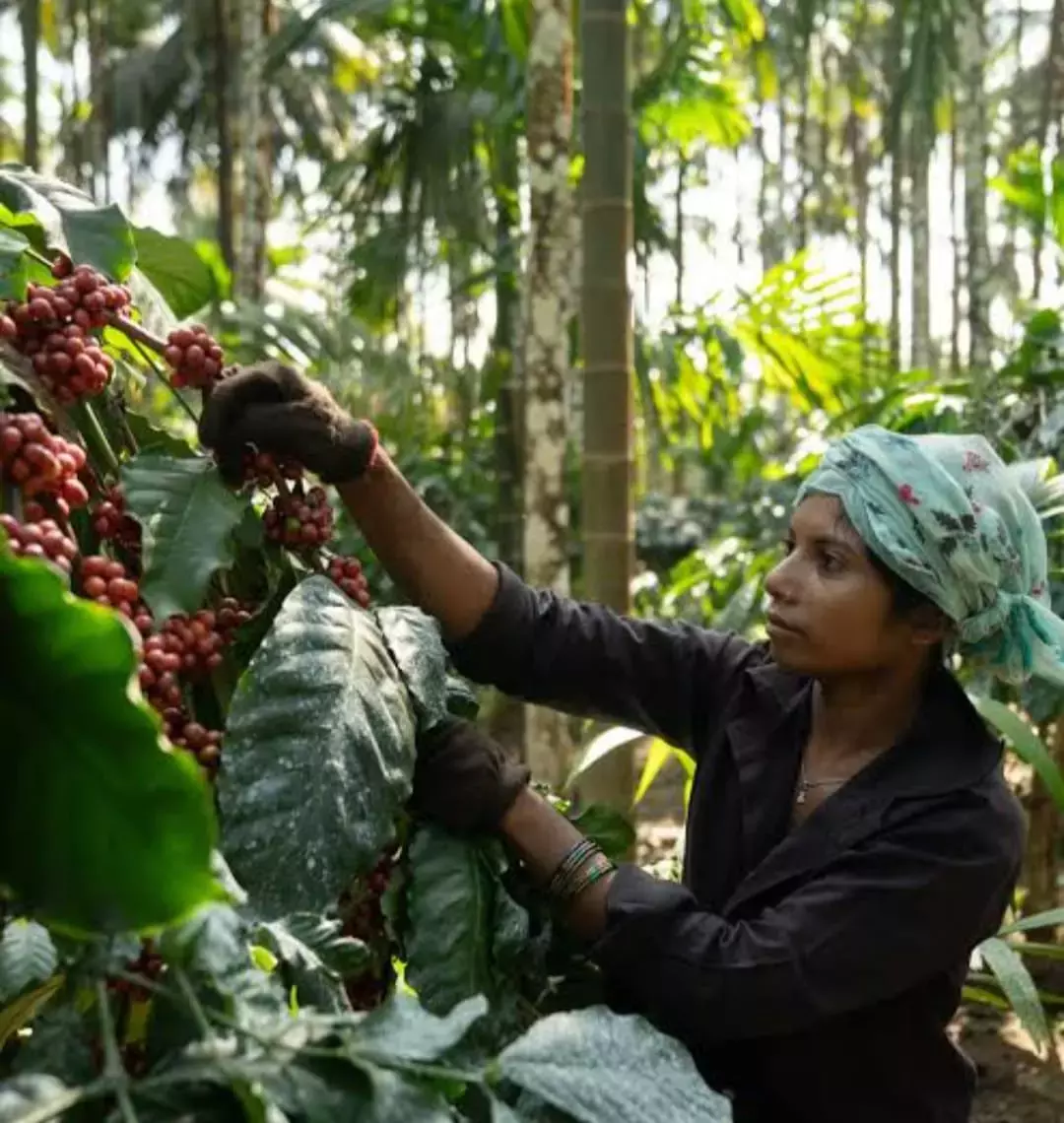 Drive Against Berry Borer Pest At Coffee Plantations In Araku Valley Drive Against Berry Borer Pest At Coffee Plantations In Araku Valley