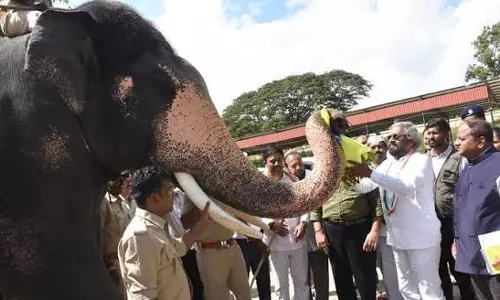 Khandre Urges Grand Dasara Farewell for Elephant Abhimanyu Khandre Urges Grand Dasara Farewell for Elephant Abhimanyu