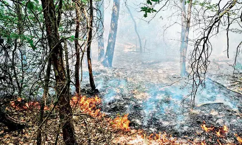 Karnataka Forest Fire: Officials Suspect Revenge for 3 Tamil Mens Death Karnataka Forest Fire: Officials Suspect Revenge for 3 Tamil Mens Death