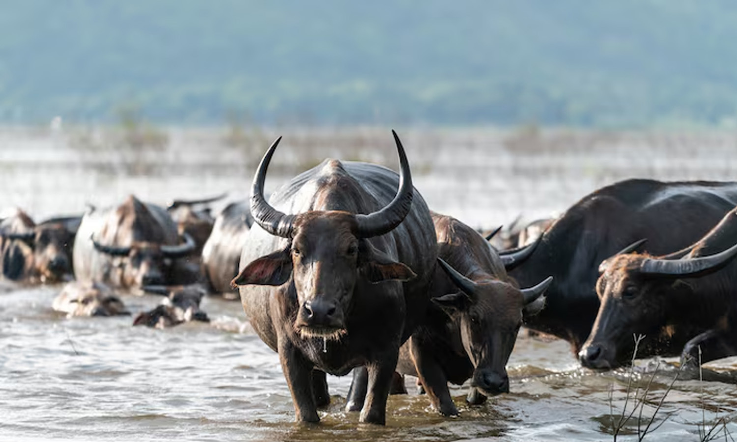 Youth Dies in Buffalo Attack Near Anthram Gate, Medak
