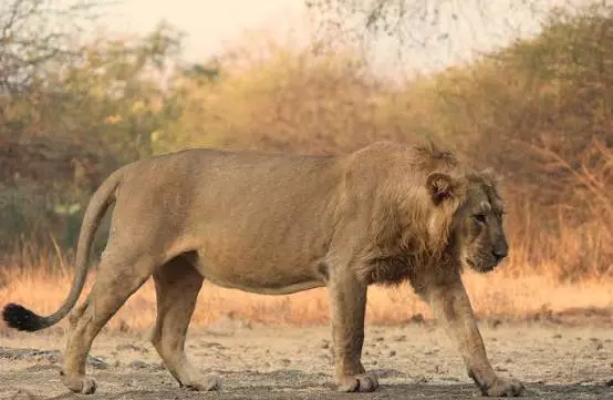 Lion Found Dead In Well In Gujarats Gir Somnath Lion Found Dead In Well In Gujarats Gir Somnath