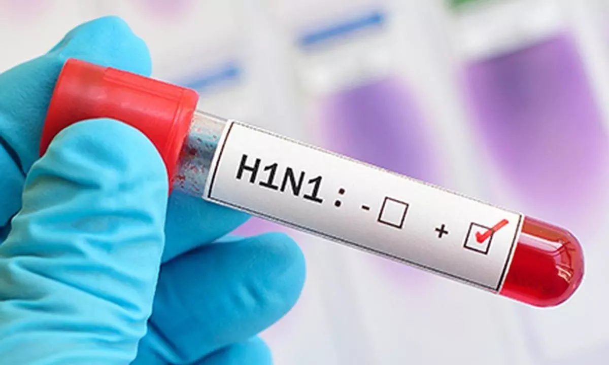 Delhi Logs Over 1,700 Swine Flu Cases Amid Surge in Seasonal Infections Delhi Logs Over 1,700 Swine Flu Cases Amid Surge in Seasonal Infections