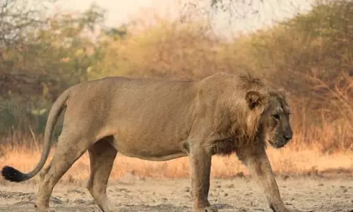 Ten Lions Found Dead In Suspected Poisoning Incident In Tanzania