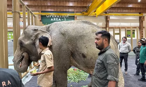 Elephant Joymoti Rescued From Nagaland Flood, Airlifted to Vantara