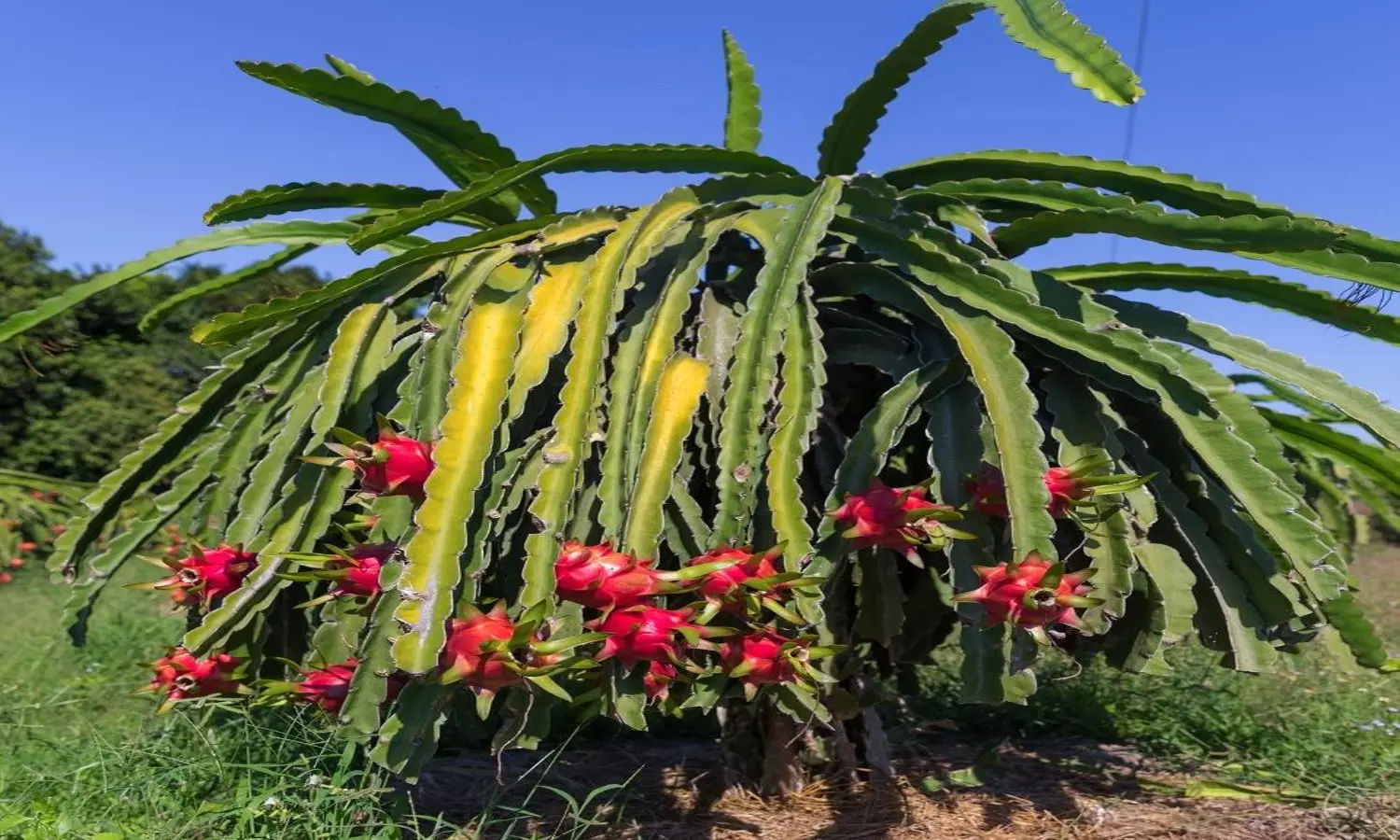 TN: Dragon Fruit Cultivation Gets Subsidy In Vellore TN: Dragon Fruit Cultivation Gets Subsidy In Vellore
