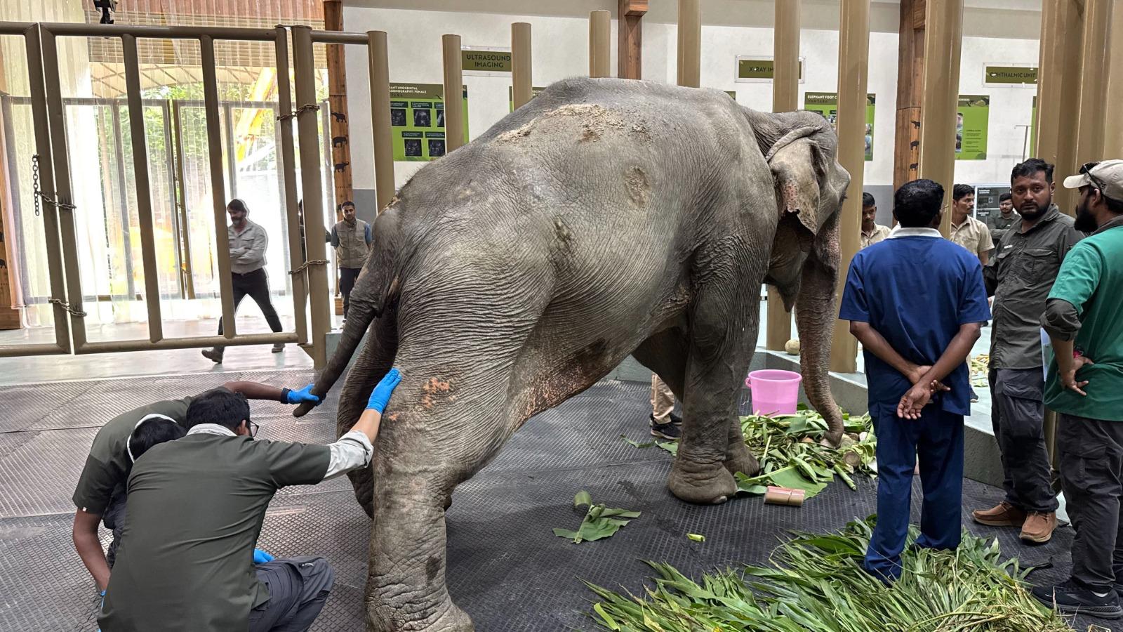 Joymoti Arrives at Vantara for Urgent Medical Care Following Flood Rescue