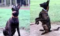 Maharashtra government To Retain Retired Police Dogs Maharashtra government To Retain Retired Police Dogs