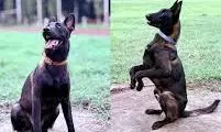 Maharashtra government To Retain Retired Police Dogs Maharashtra government To Retain Retired Police Dogs