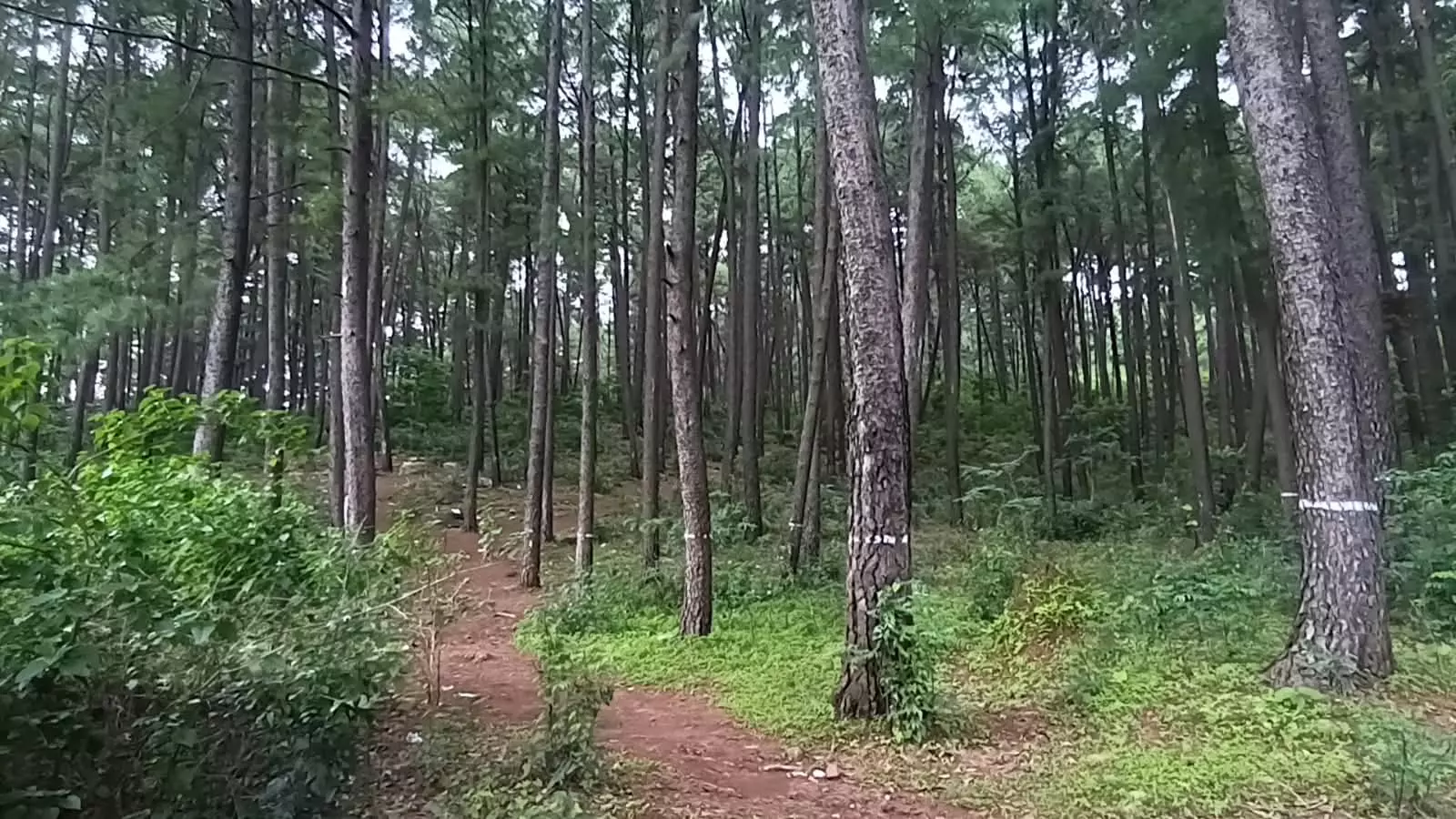 Model Allegedly Gang-Raped During Photoshoot in Odisha Forest; 3 Held Model Allegedly Gang-Raped During Photoshoot in Odisha Forest; 3 Held