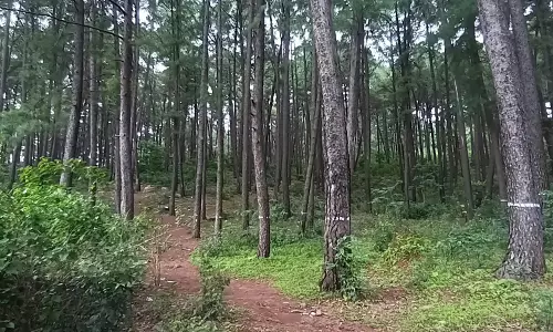 Model Allegedly Gang-Raped During Photoshoot in Odisha Forest; 3 Held Model Allegedly Gang-Raped During Photoshoot in Odisha Forest; 3 Held