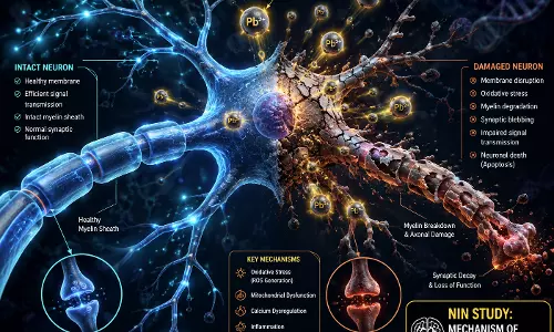 Lead Worsens Nerve Cell Damage: NIN Study