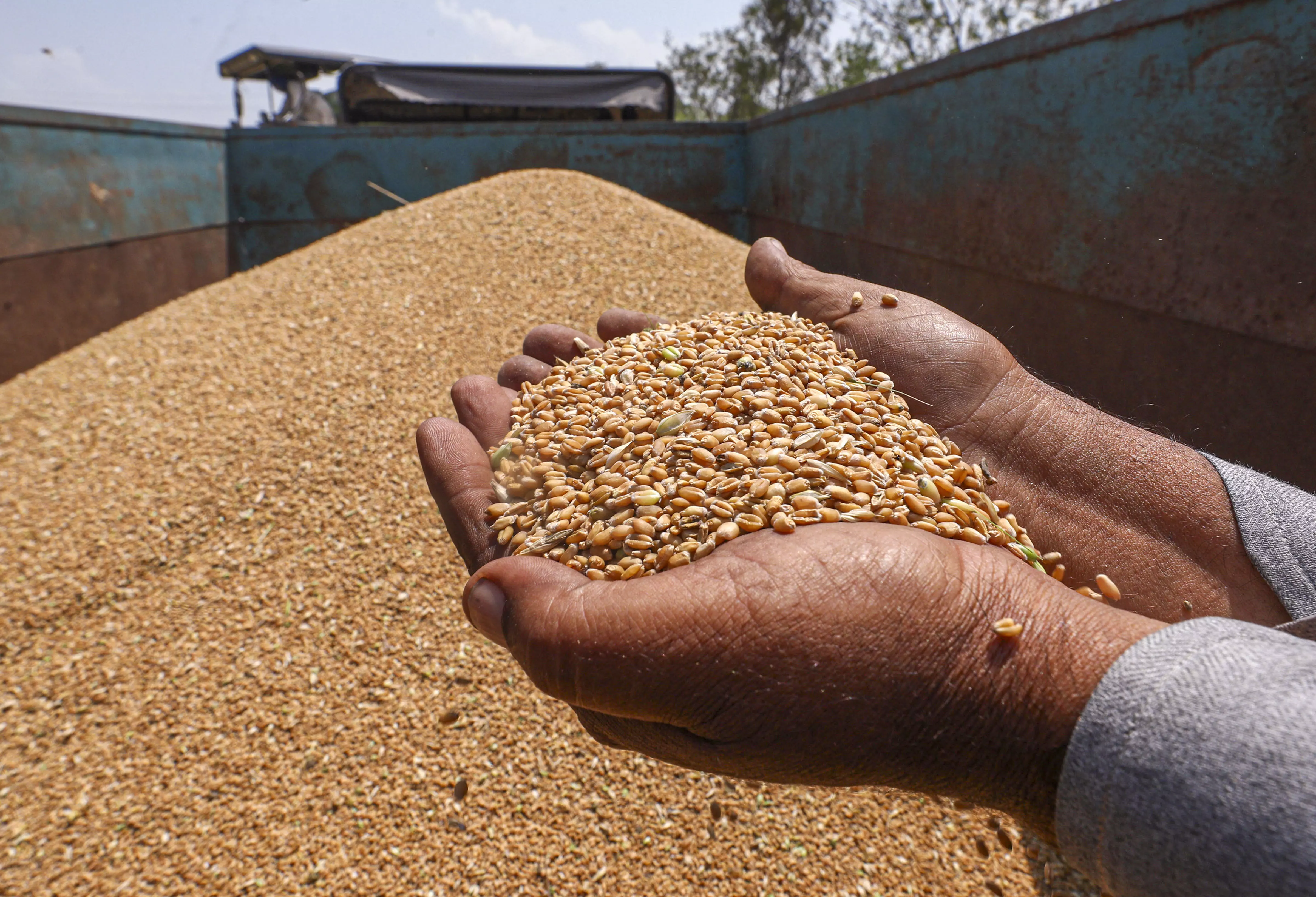 India Lifts Wheat Export Ban Imposed After Russia-Ukraine War India Lifts Wheat Export Ban Imposed After Russia-Ukraine War