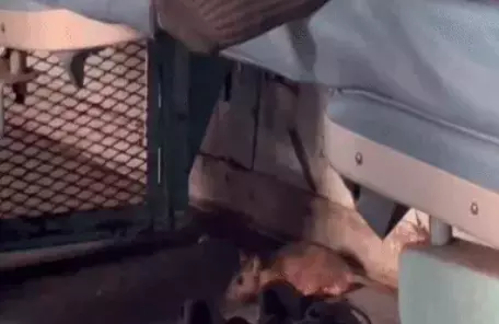 Rat Allegedly Bites Passenger’s Nose On Una-Indore Express