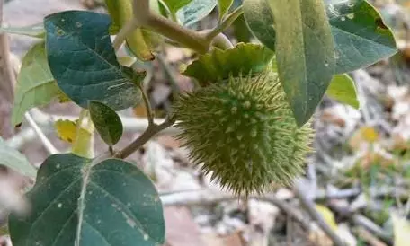 Karnataka suspends e-commerce food licences over toxic Datura sales; warns against eating Ummetha Pandu after viral Instagram recipe sickened Andhra family