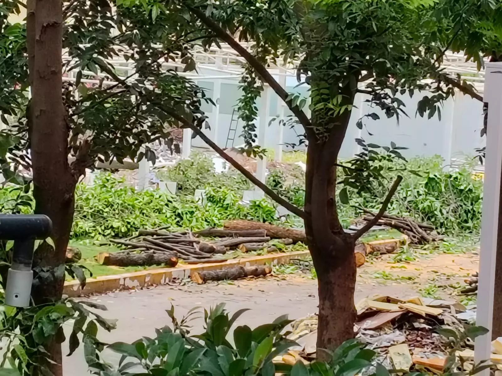 Residents Cry Foul As HMDA Chops Trees At Paigah Palace Residents Cry Foul As HMDA Chops Trees At Paigah Palace