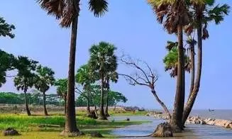 Palmyra Groves To Form Natural Shield for Andhra Coast Palmyra Groves To Form Natural Shield for Andhra Coast