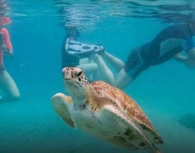 Record Ocean Heat Waves Threaten Marine Ecosystems and Human Life