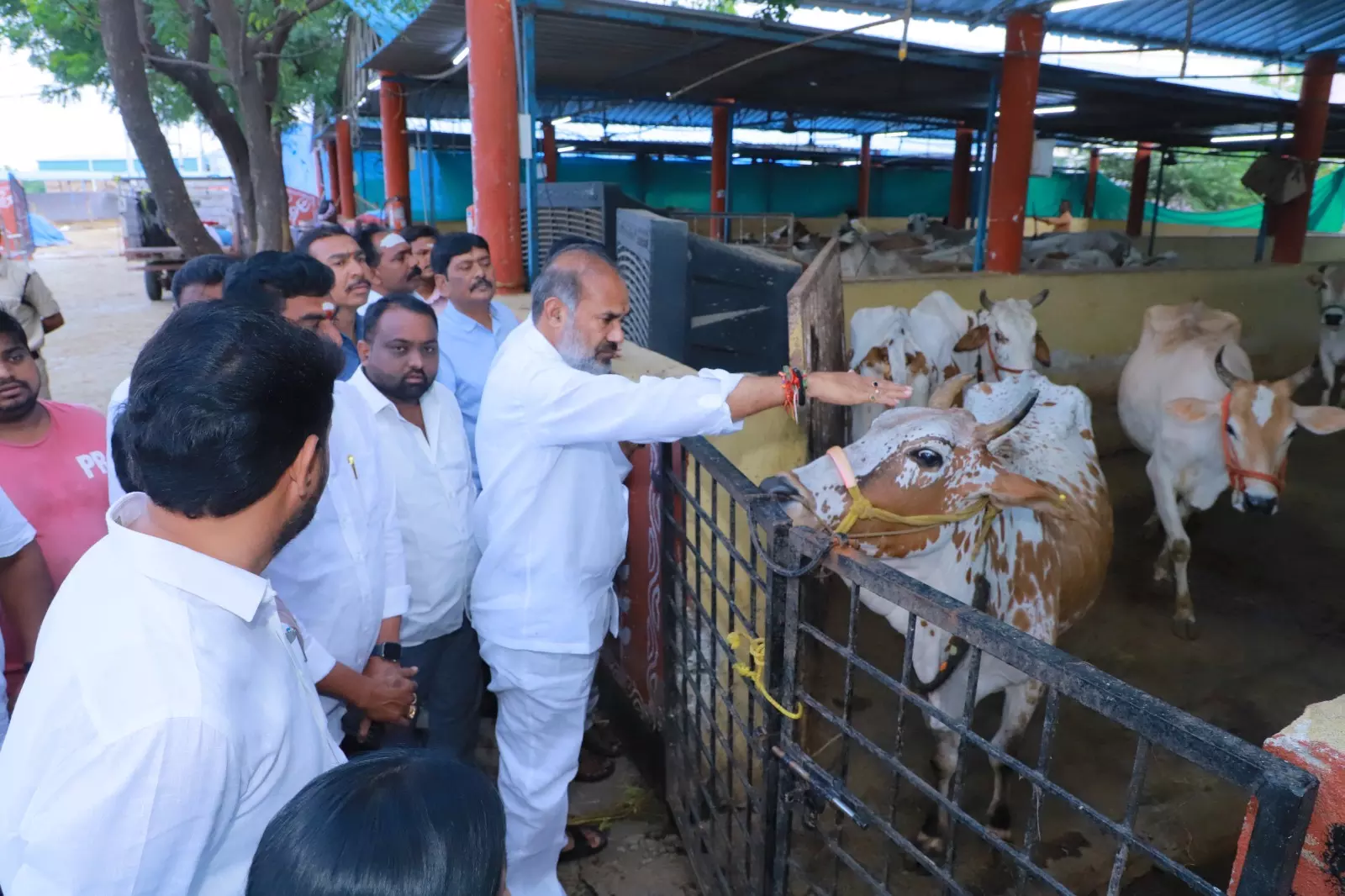 Vemulawada Goshala Set For Changes After Bull Deaths Vemulawada Goshala Set For Changes After Bull Deaths
