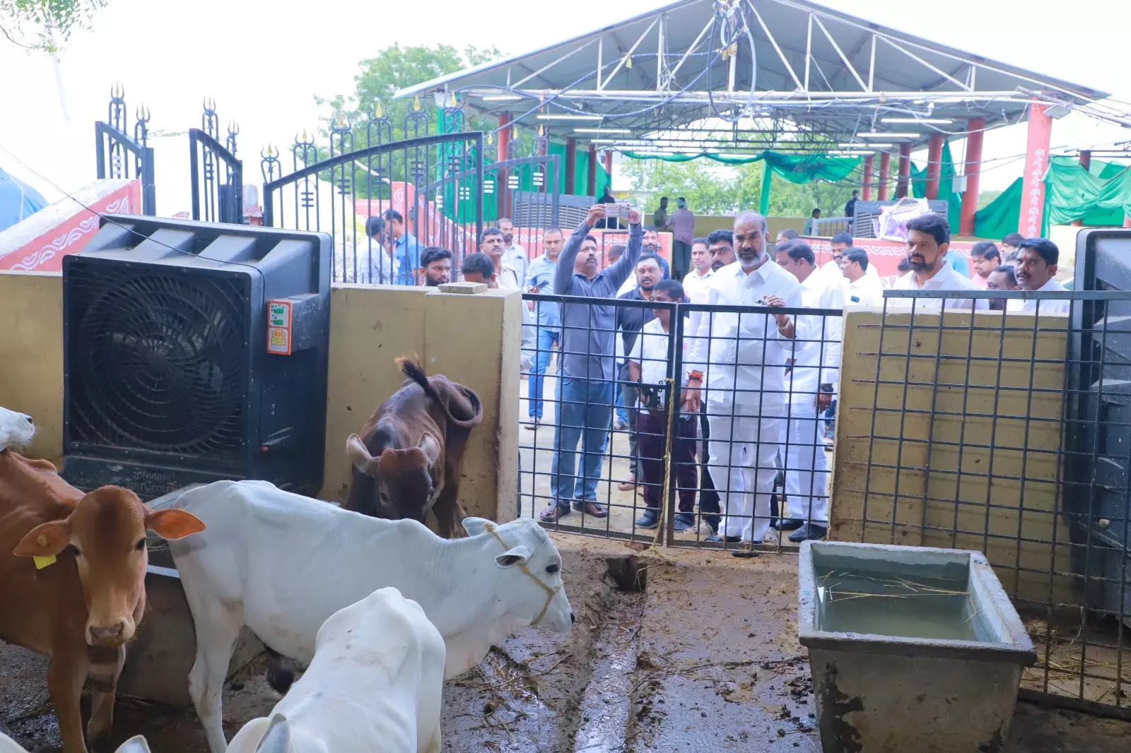 Vemulawada Goshala Set For Changes After Bull Deaths Vemulawada Goshala Set For Changes After Bull Deaths