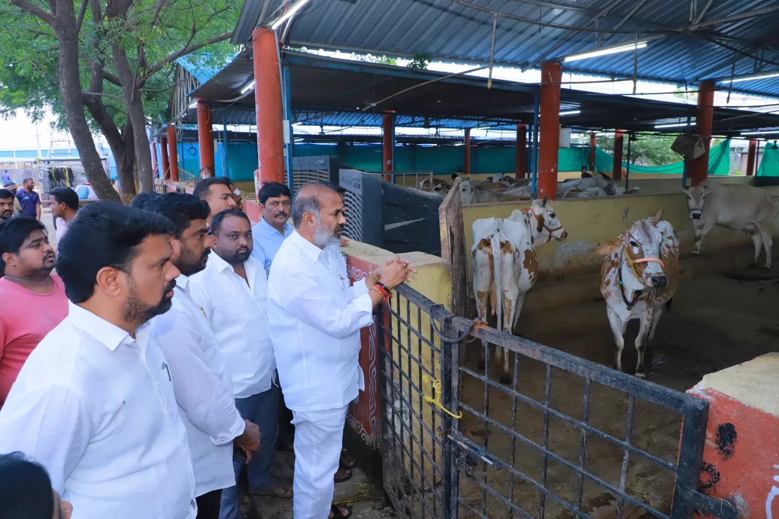 Vemulawada Goshala Set For Changes After Bull Deaths Vemulawada Goshala Set For Changes After Bull Deaths