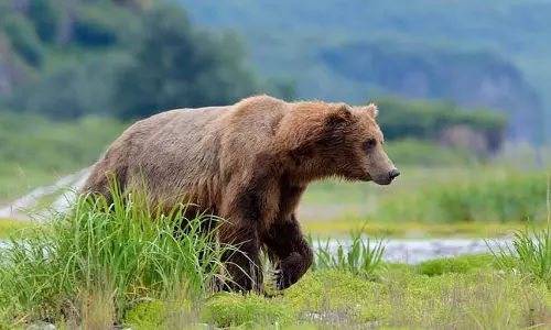 Anantapur: Farmer Attacked By Bear, Doctors Administer 40 Stitches