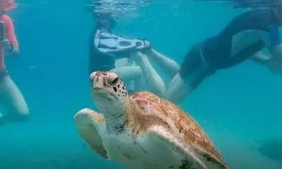 Record Ocean Heat Waves Threaten Marine Ecosystems and Human Life