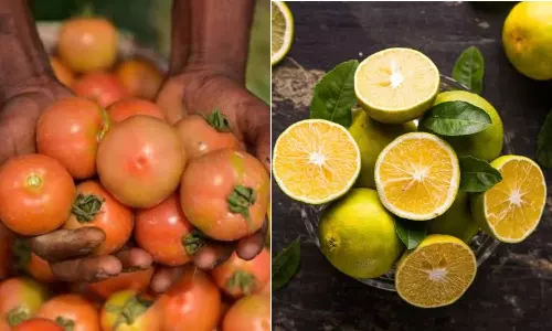 YSR Kadapa: Tomato, Sweet Lime Prices Crash YSR Kadapa: Tomato, Sweet Lime Prices Crash