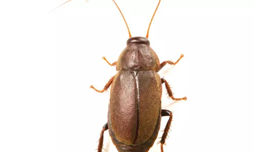 Karnataka: Cockroach Infestation, Unhygienic Conditions Common In Clubs Karnataka: Cockroach Infestation, Unhygienic Conditions Common In Clubs